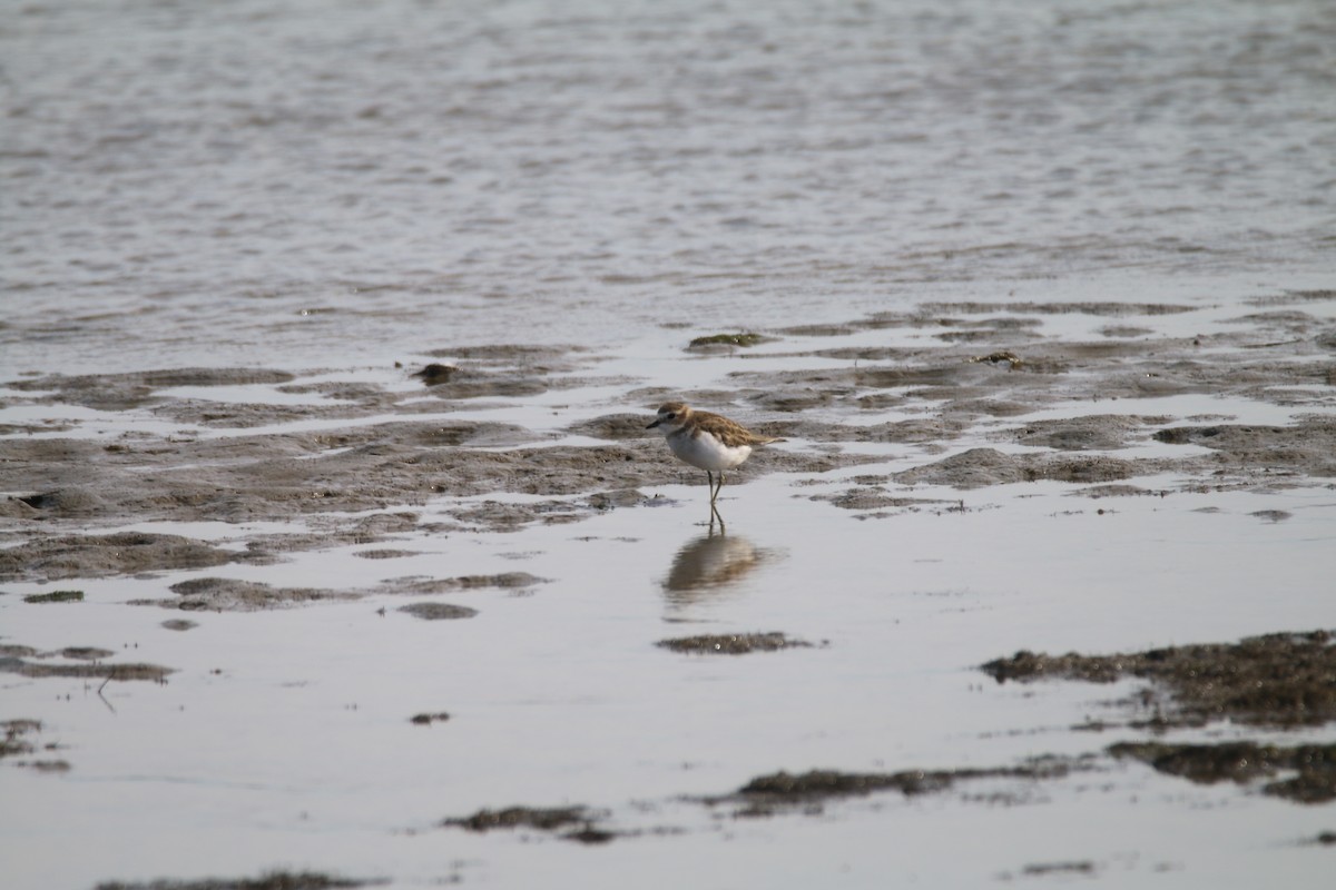 Double-banded Plover - ML616401499
