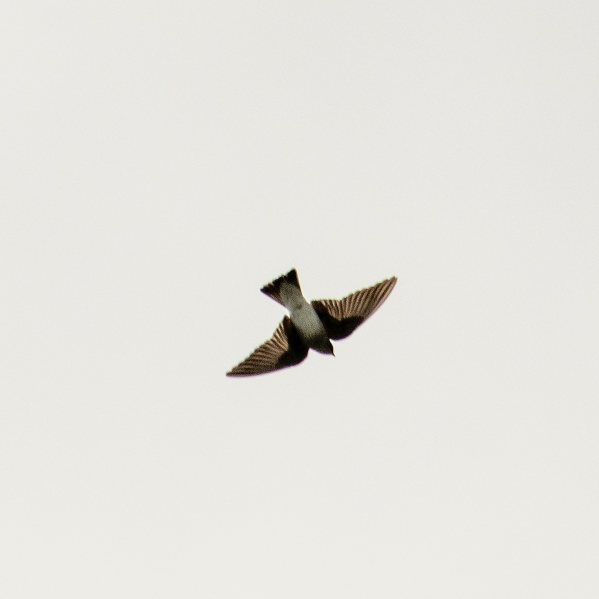 Northern Rough-winged Swallow - Alicia Di Rado
