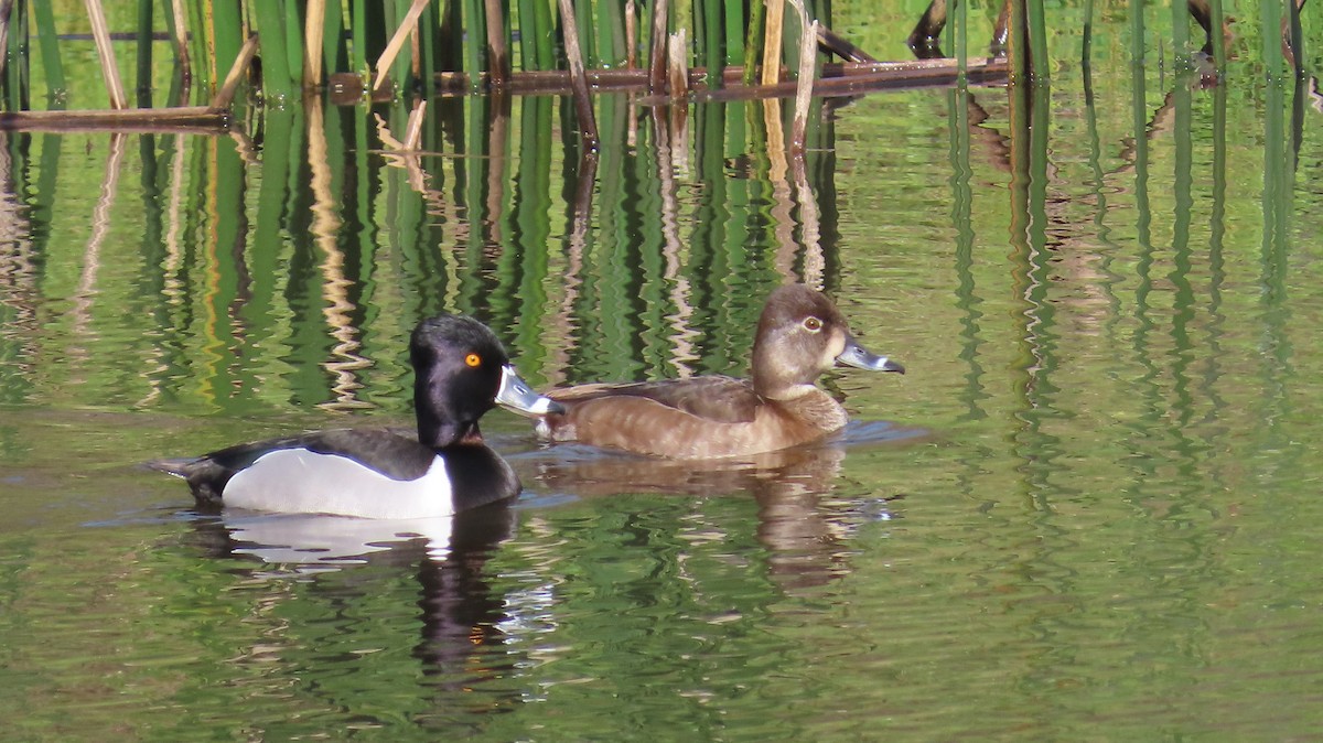 Ring-necked Duck - ML616401559