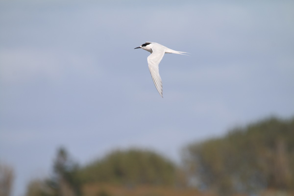 White-fronted Tern - ML616401577