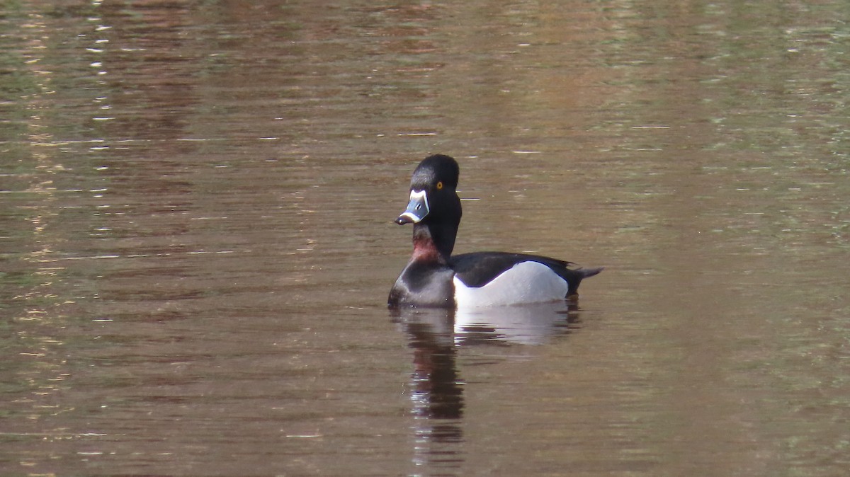 Ring-necked Duck - ML616401578