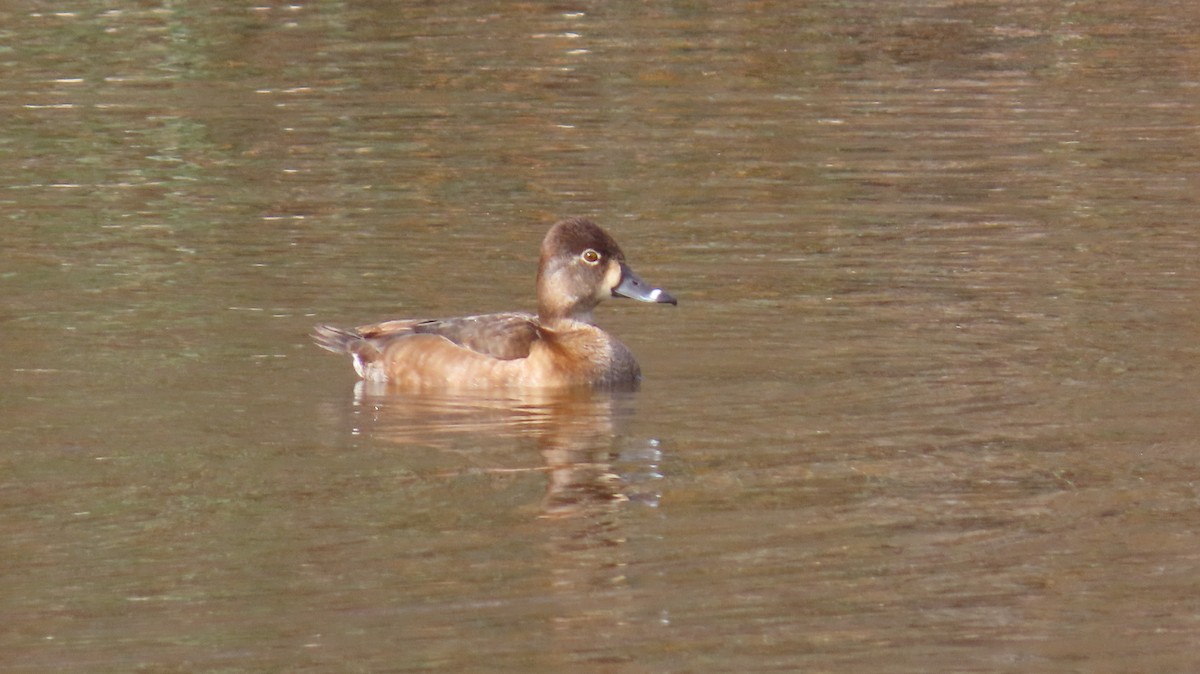 Ring-necked Duck - ML616401582
