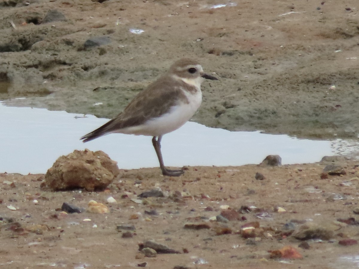 Double-banded Plover - ML616401680
