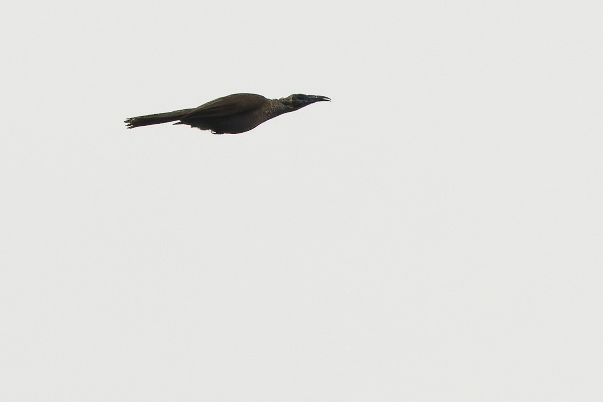 Helmeted Friarbird (New Guinea) - ML616401802