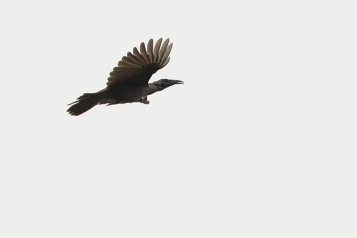 Helmeted Friarbird (New Guinea) - ML616401803