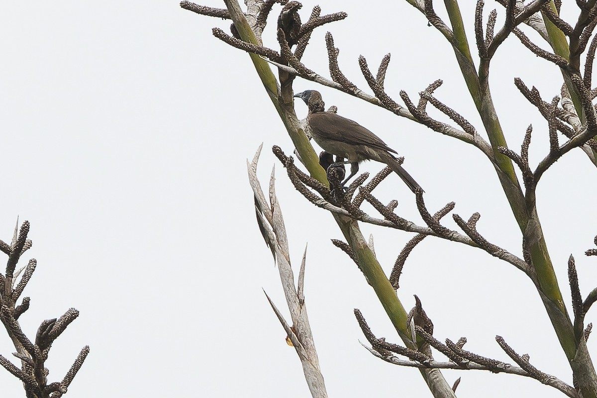 Helmeted Friarbird (New Guinea) - ML616401804