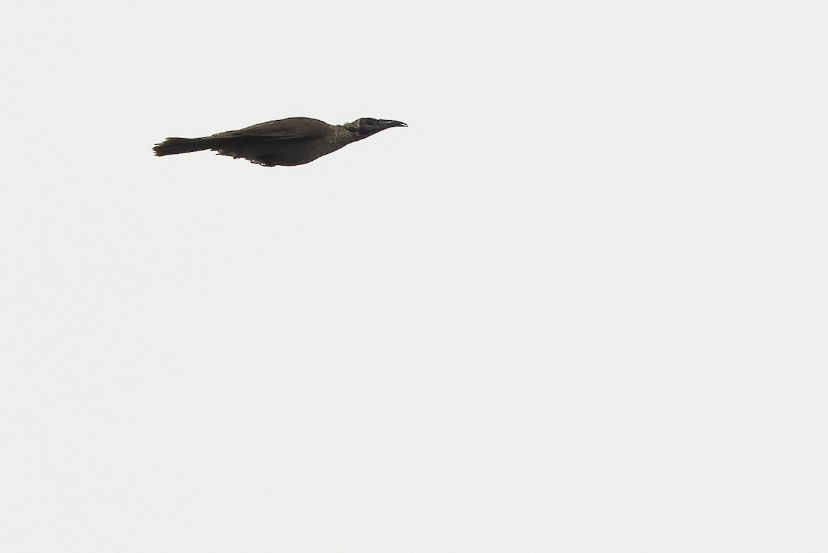 Helmeted Friarbird (New Guinea) - ML616401805