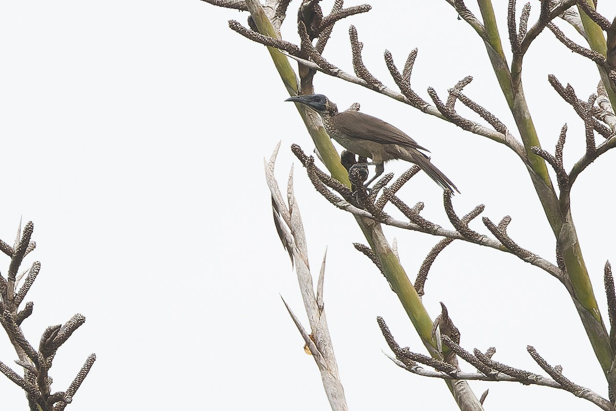 Helmeted Friarbird (New Guinea) - ML616401806