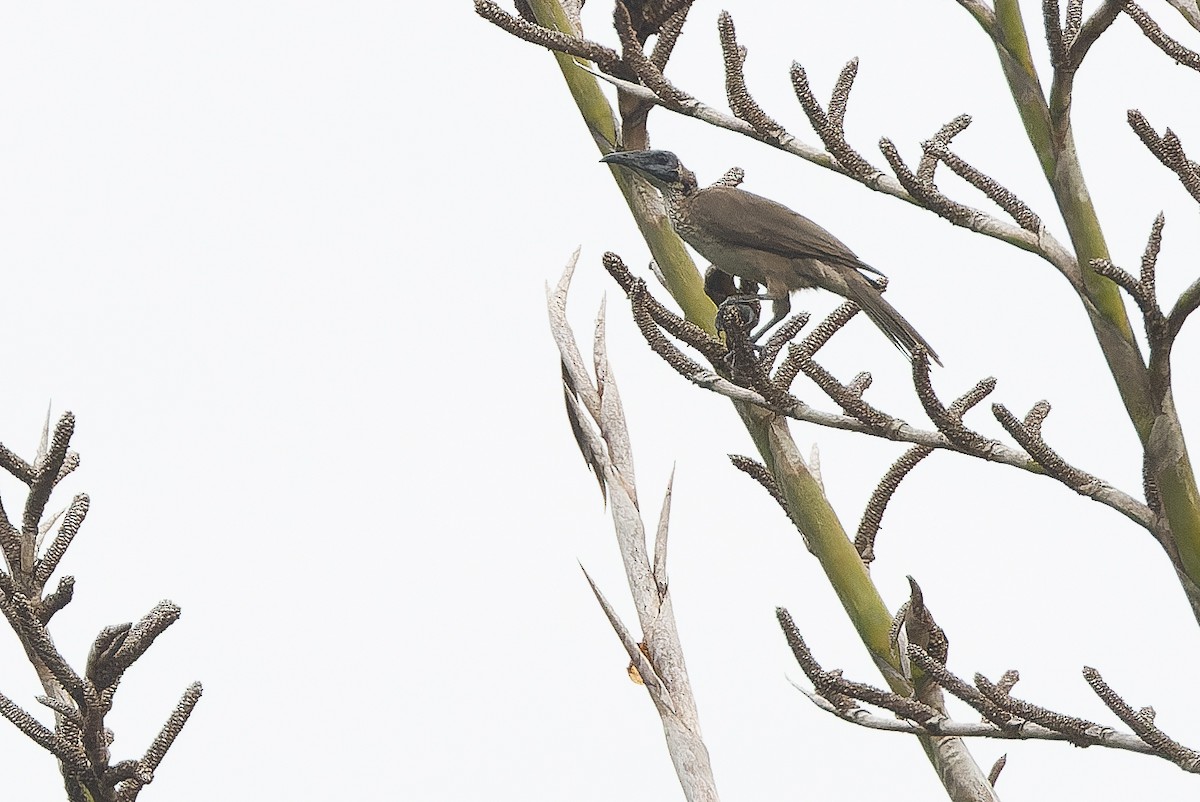Helmeted Friarbird (New Guinea) - ML616401807