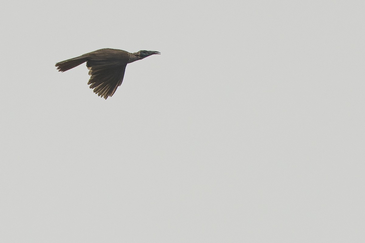 Helmeted Friarbird (New Guinea) - ML616401808