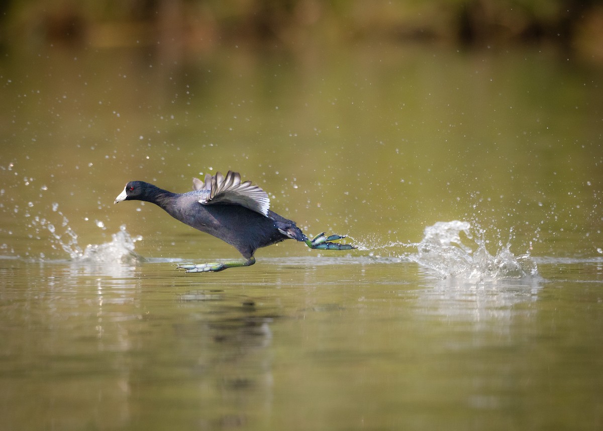 American Coot (Red-shielded) - ML616401836