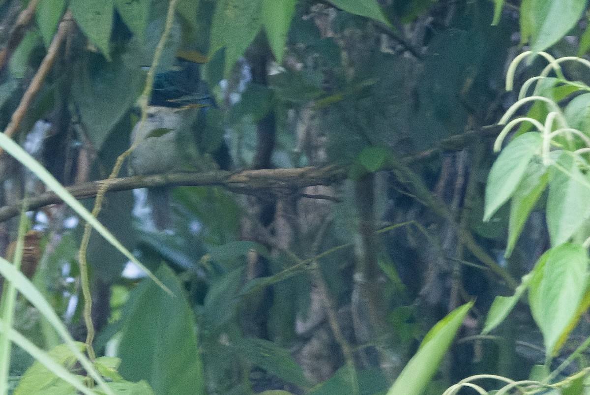 Hook-billed Kingfisher - ML616401968