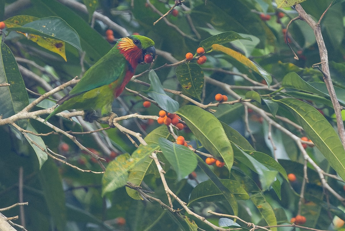 Папужець червоногорлий - ML616402008
