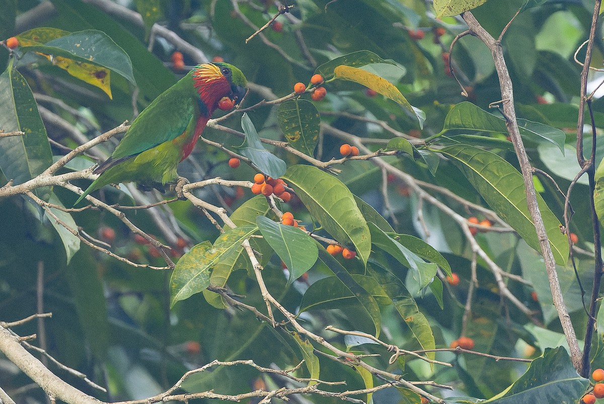 Папужець червоногорлий - ML616402010