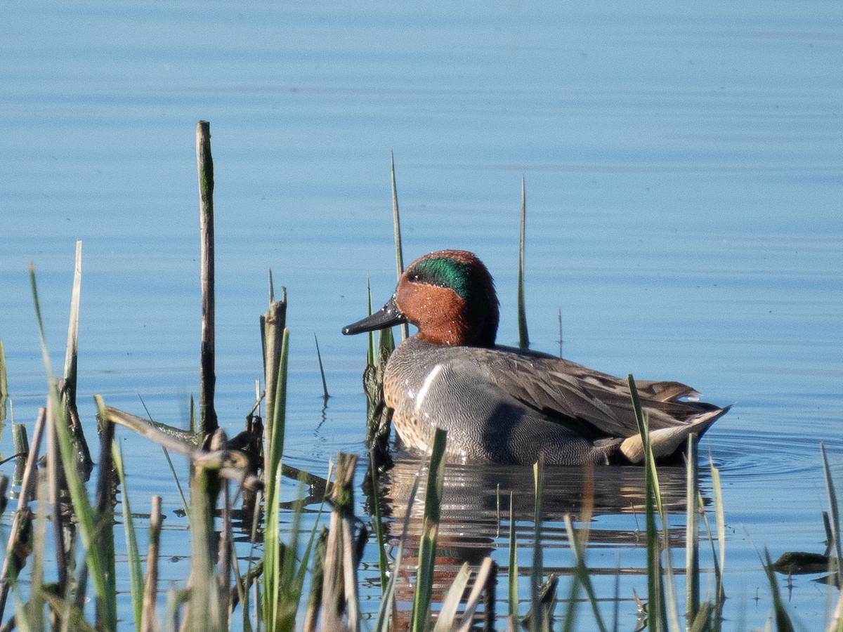 Green-winged Teal - ML616402013