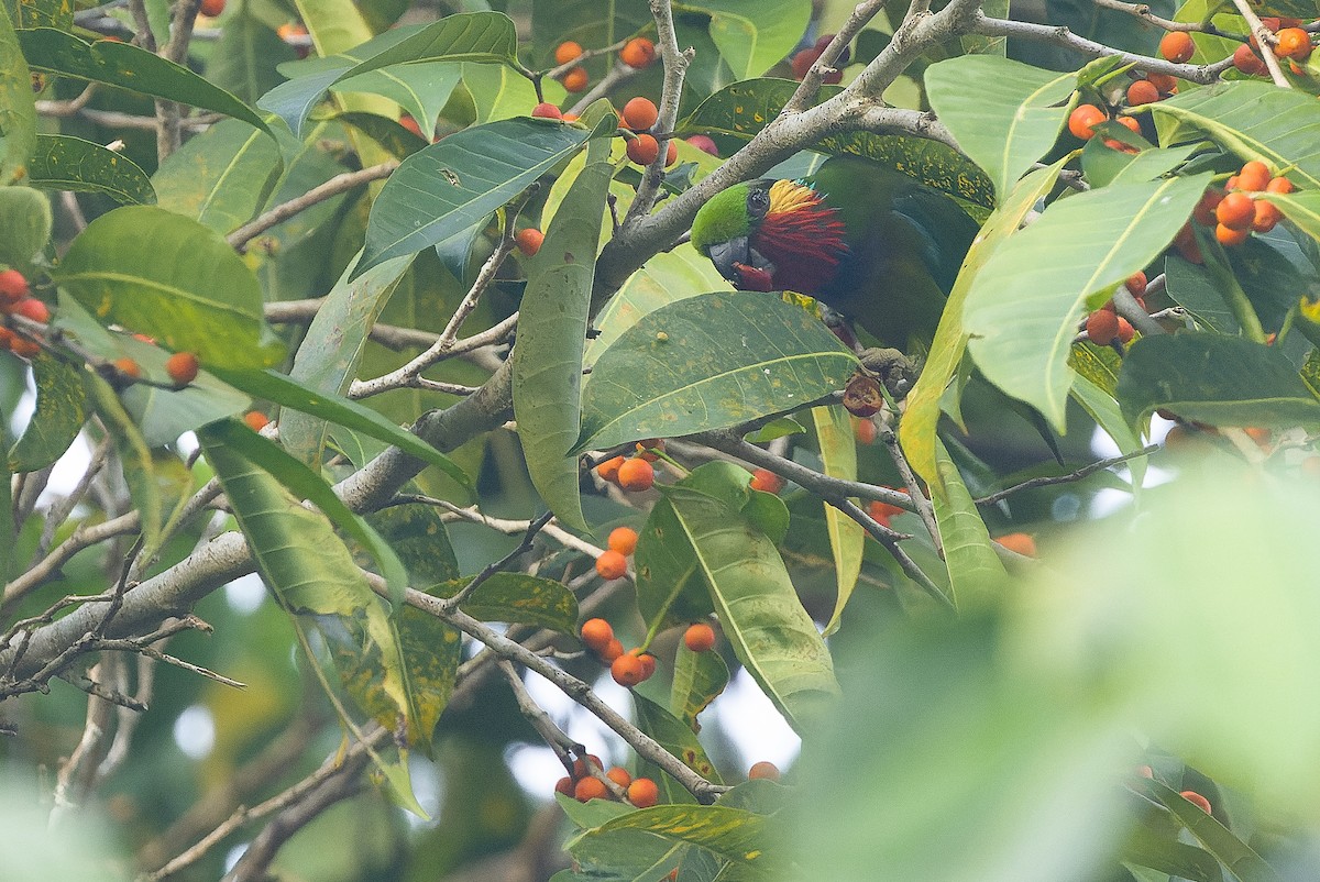 Edwards's Fig-Parrot - ML616402051