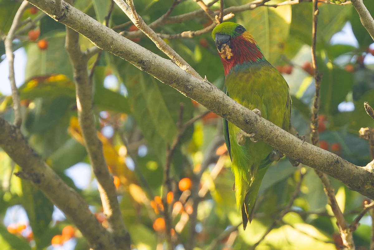 Edwards's Fig-Parrot - ML616402052