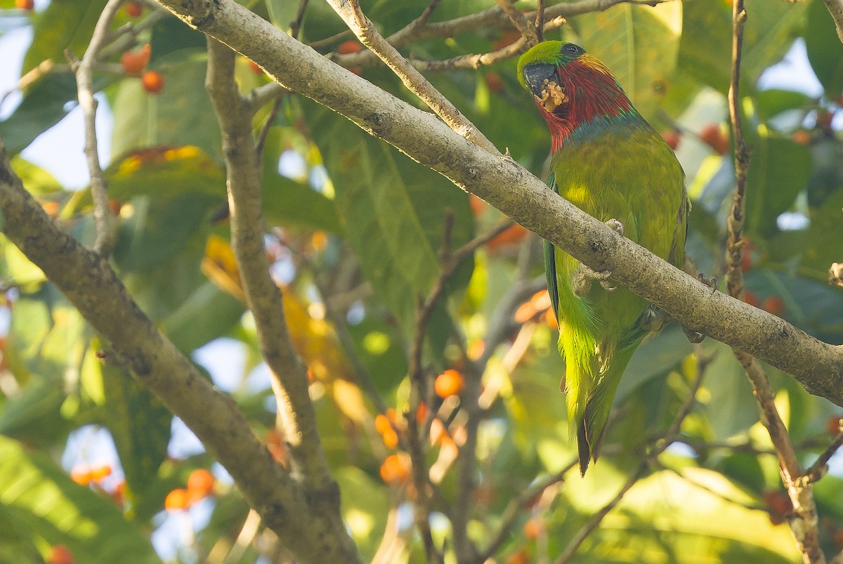 Edwards's Fig-Parrot - ML616402053