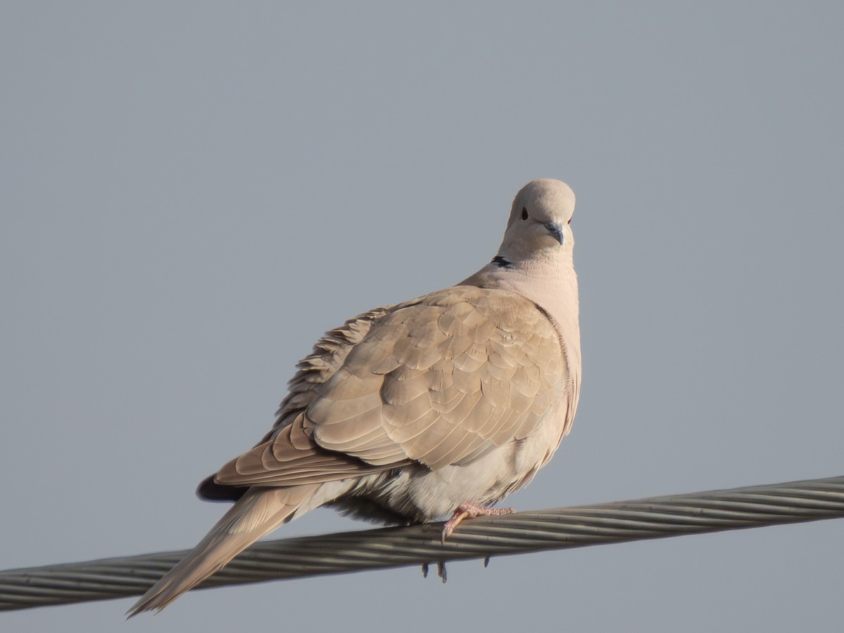 Eurasian Collared-Dove - ML616402070