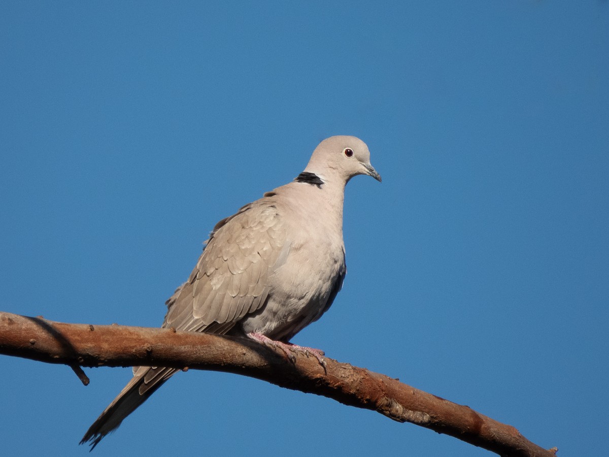 Eurasian Collared-Dove - ML616402071