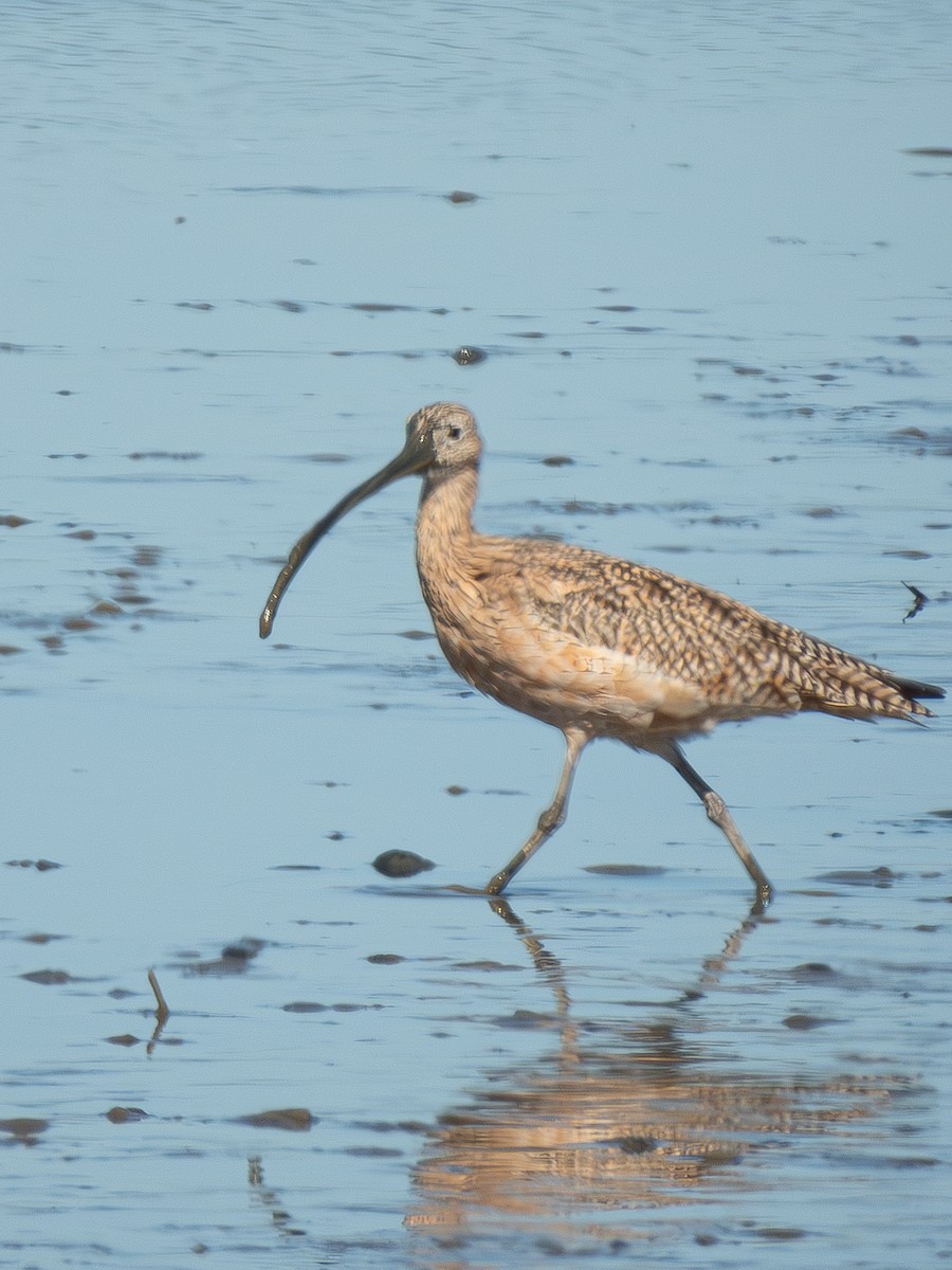 Long-billed Curlew - ML616402082