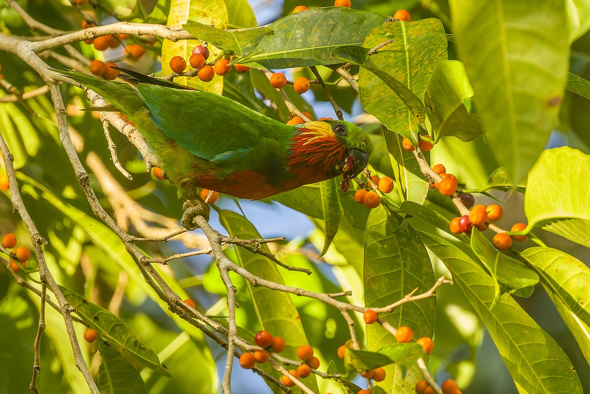 Edwards's Fig-Parrot - ML616402085