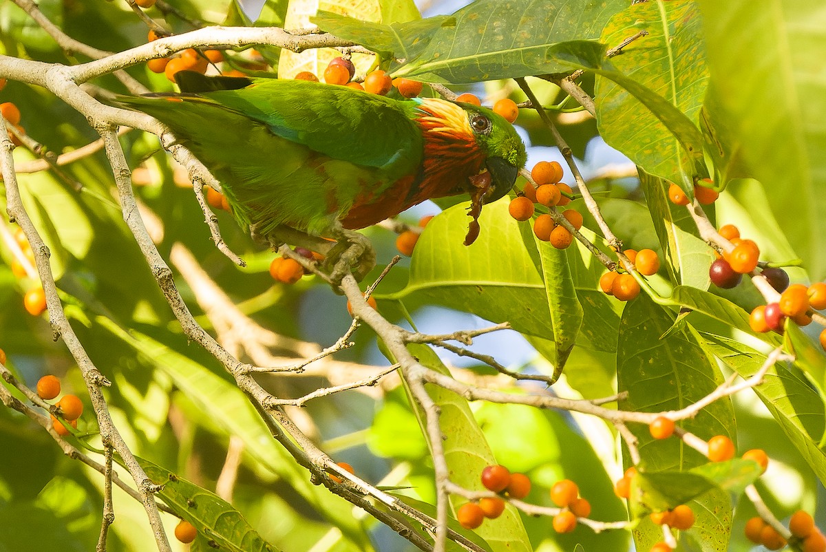 Edwards's Fig-Parrot - ML616402088