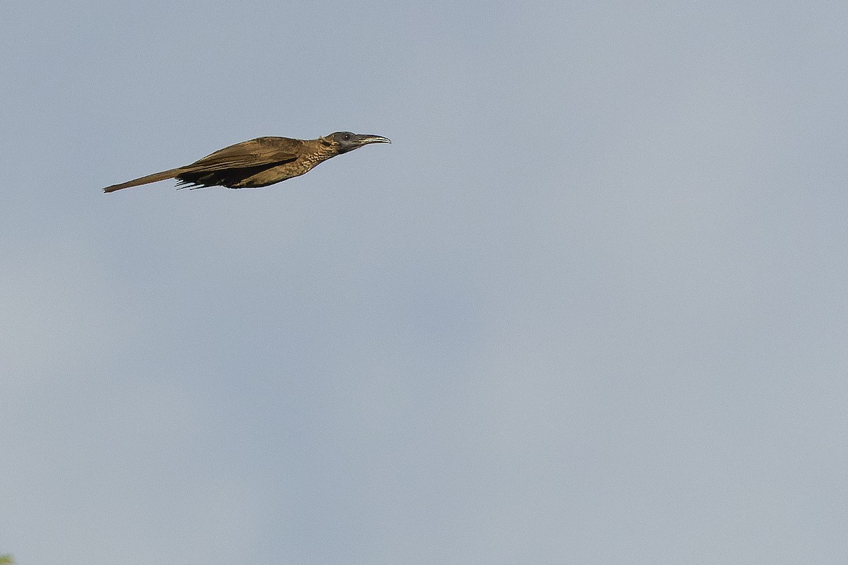 Helmeted Friarbird (New Guinea) - ML616402105