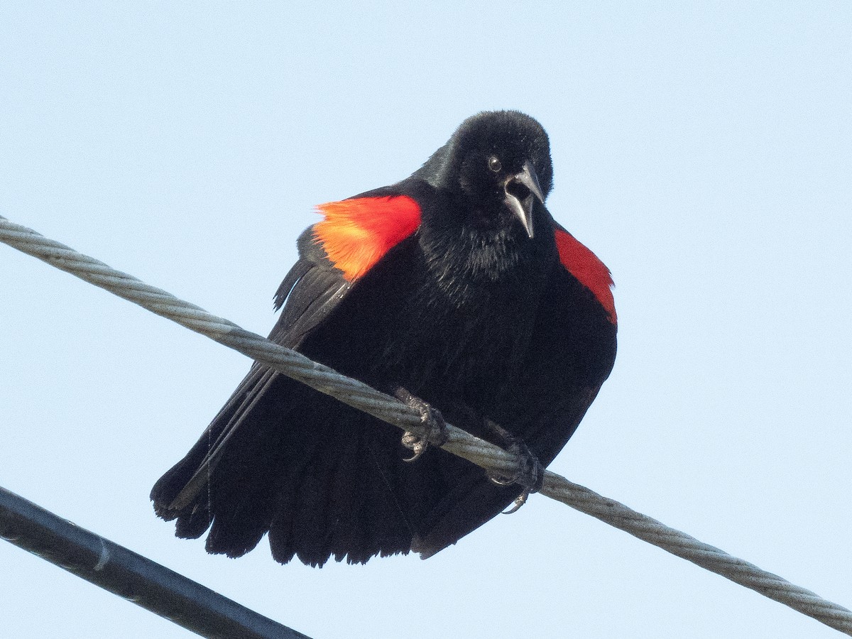 Red-winged Blackbird - ML616402177