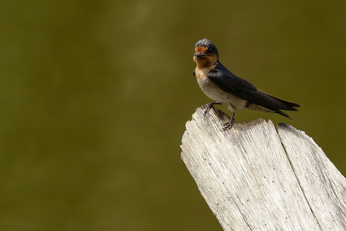 Pacific Swallow (Pacific) - ML616402265
