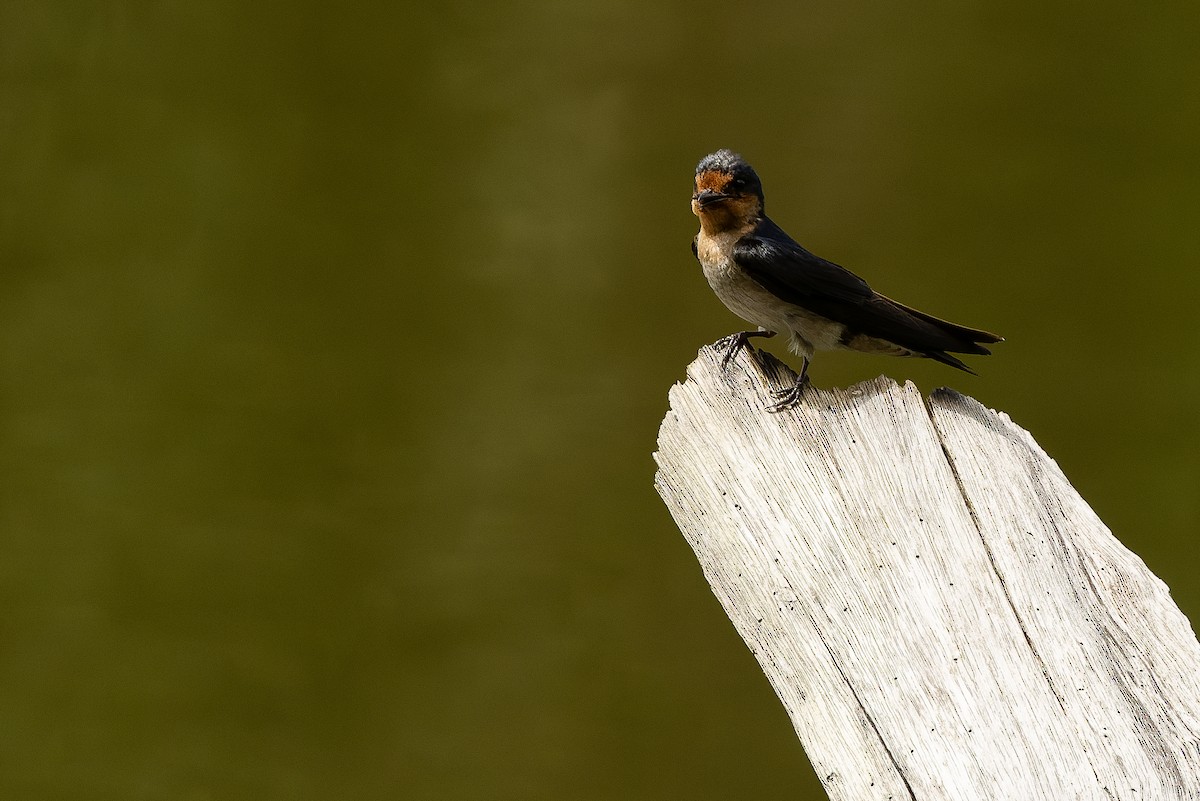 Pacific Swallow (Pacific) - ML616402266