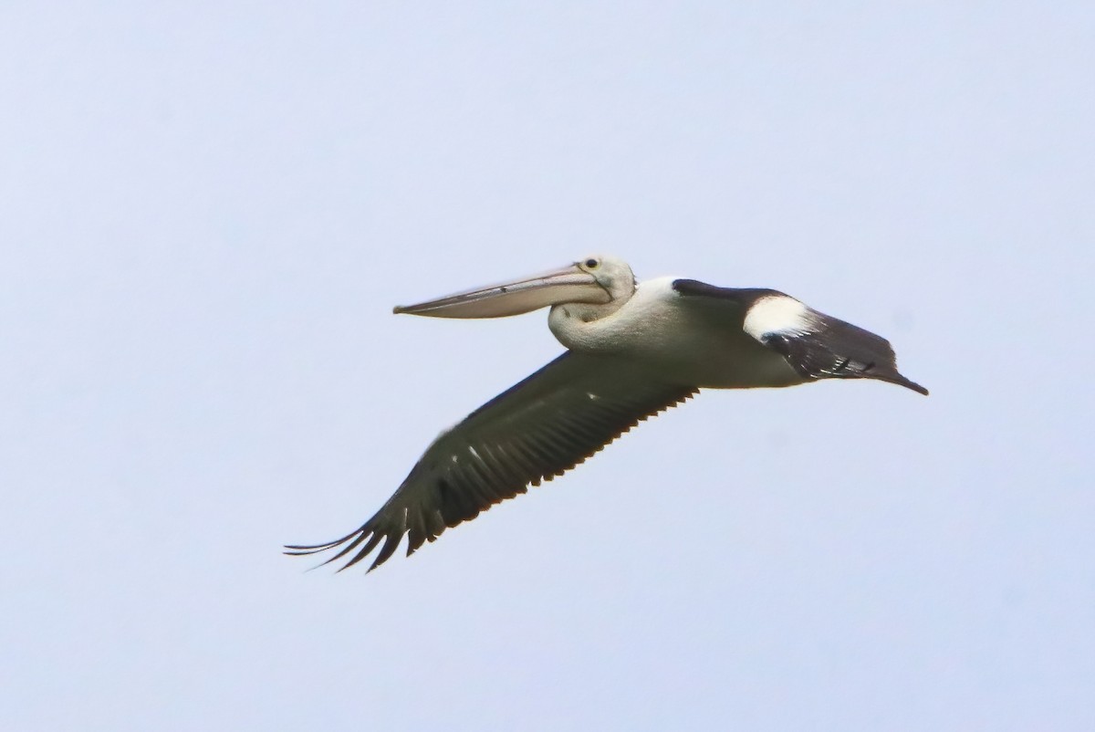 pelikán australský - ML616402272