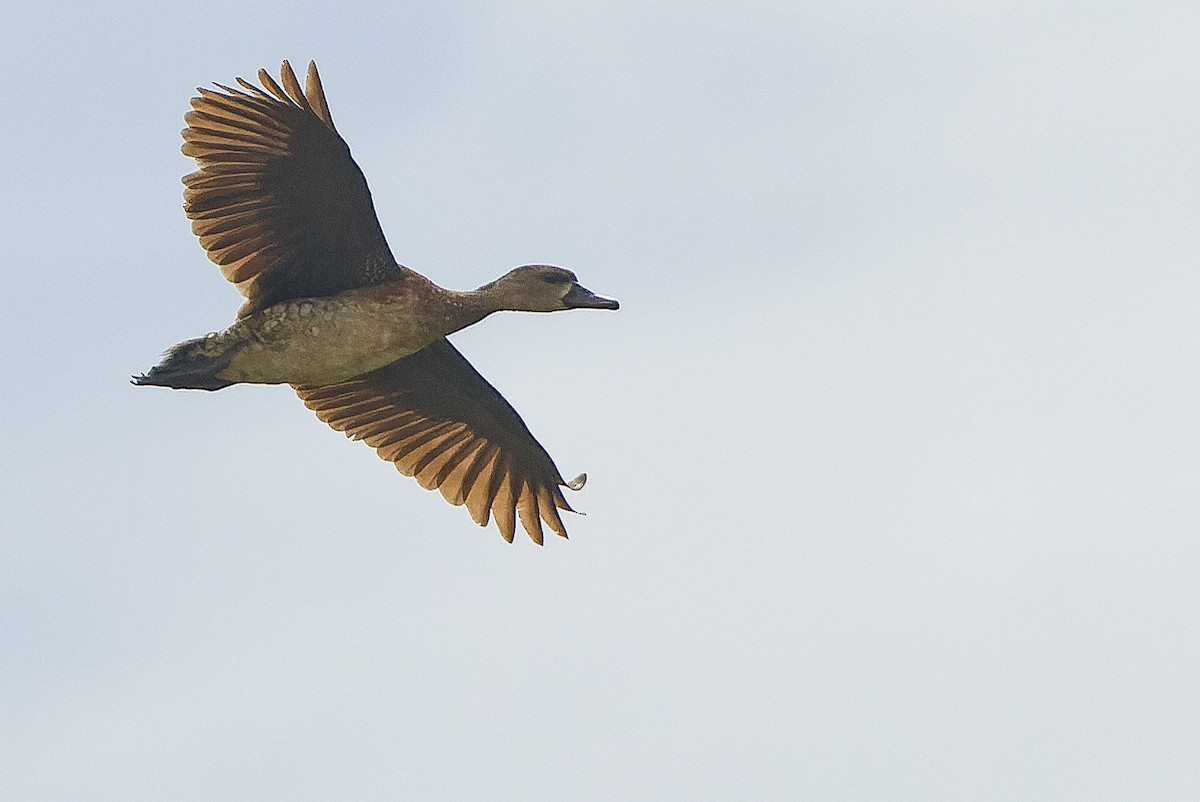 Spotted Whistling-Duck - ML616402465