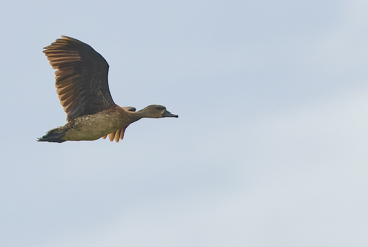 Spotted Whistling-Duck - ML616402466