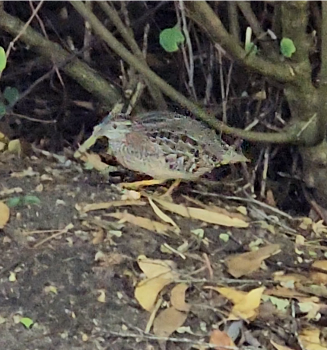 Painted Buttonquail - ML616402470