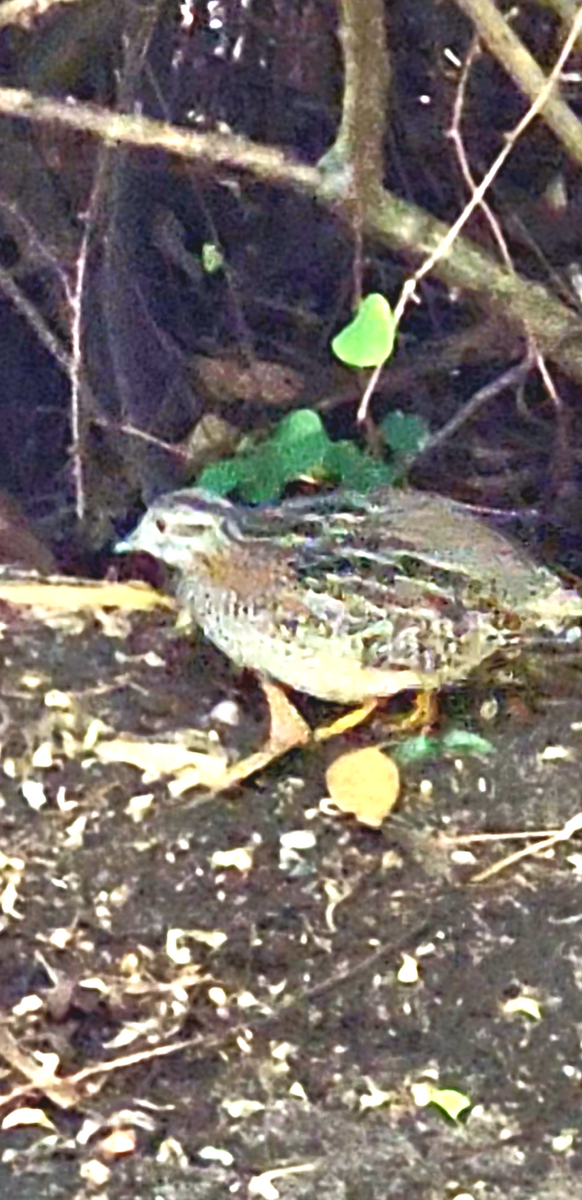 Painted Buttonquail - ML616402471
