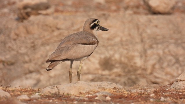 Great Thick-knee - ML616402472