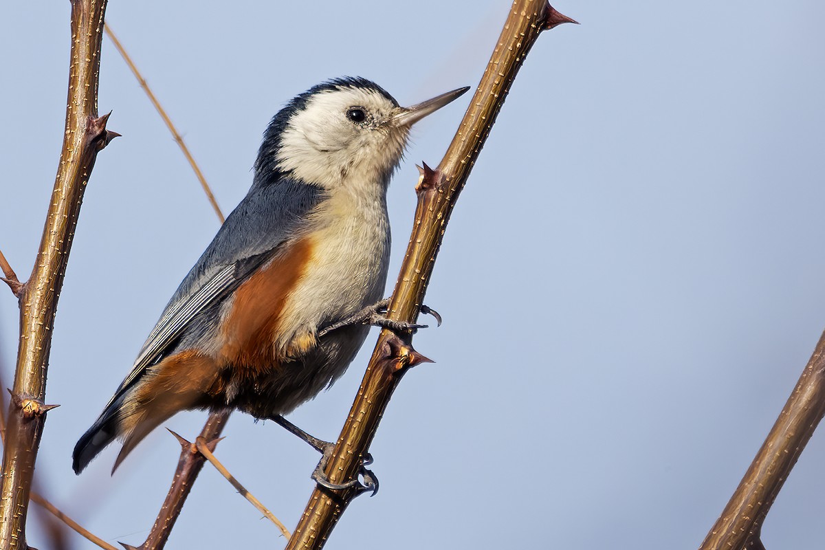 White-cheeked Nuthatch - ML616402545