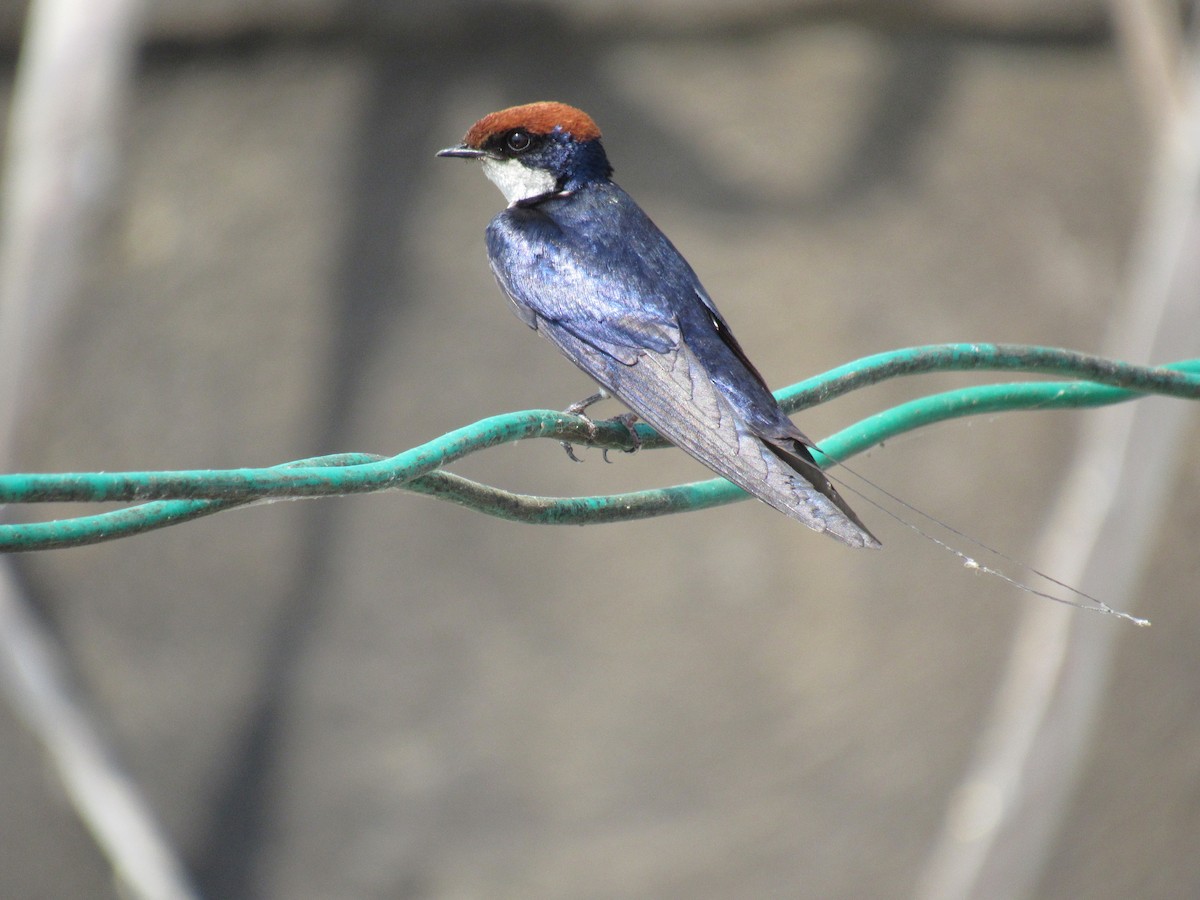 Wire-tailed Swallow - ML616402633