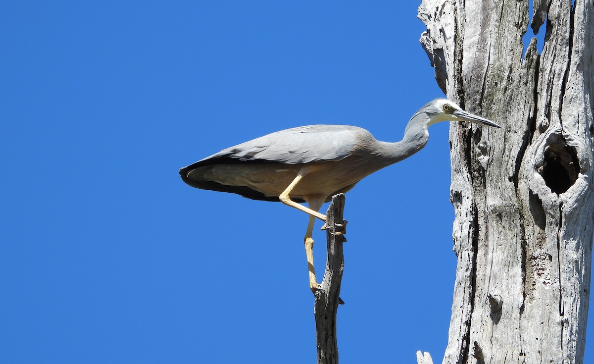 White-faced Heron - Line Perrins