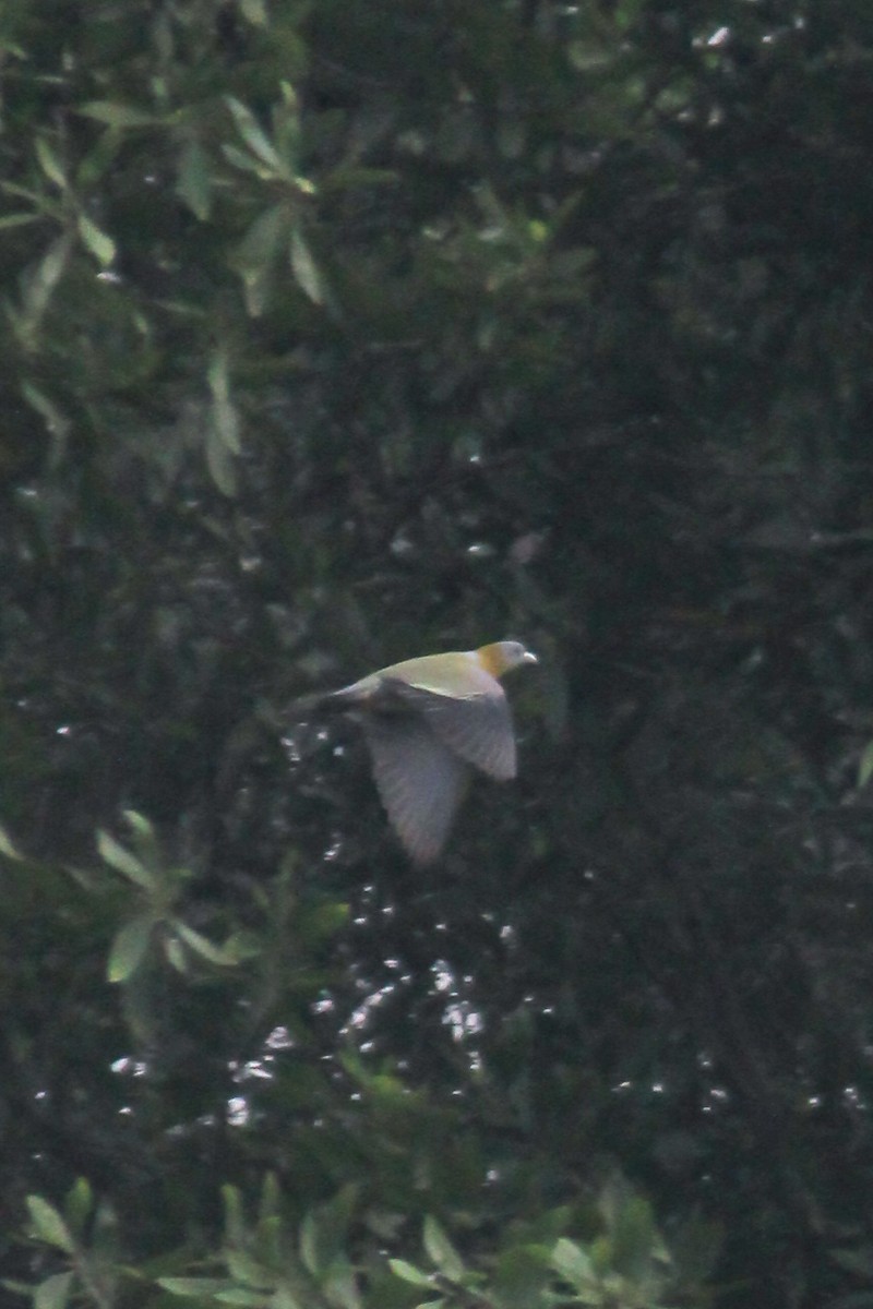 Yellow-footed Green-Pigeon - ML616402812