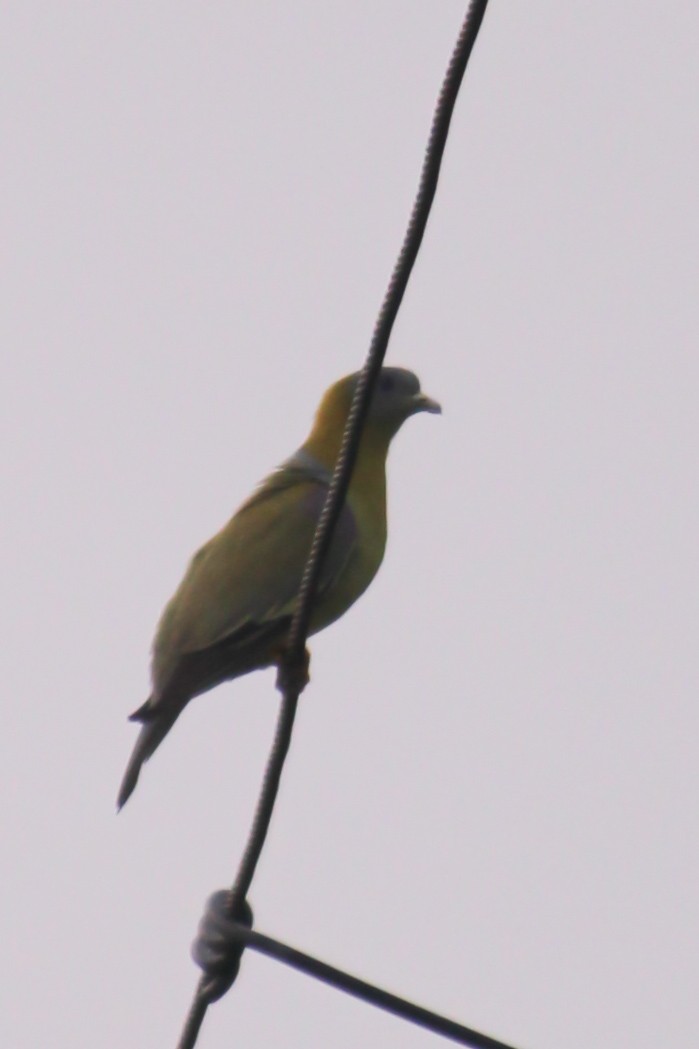 Yellow-footed Green-Pigeon - ML616402813