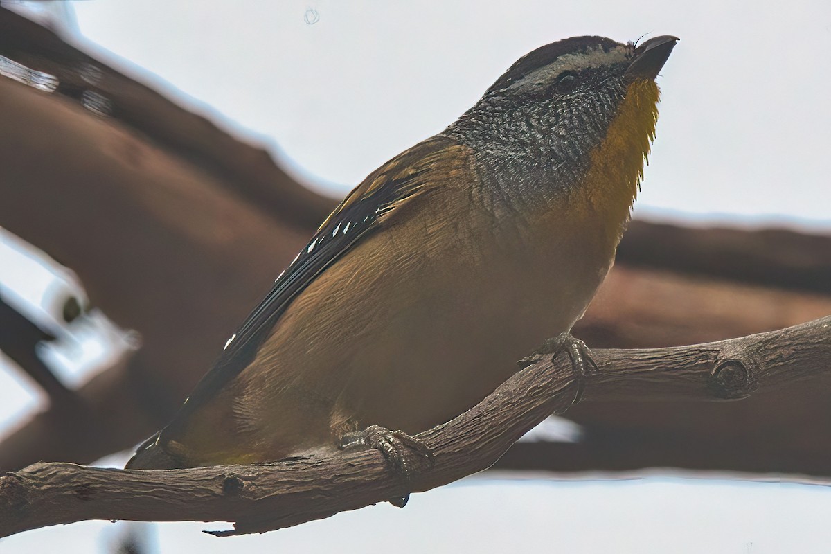Spotted Pardalote (Spotted) - ML616402816