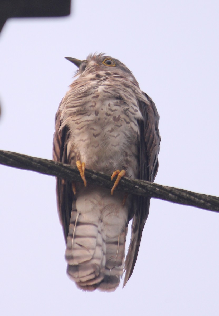 Common Hawk-Cuckoo - ML616402914