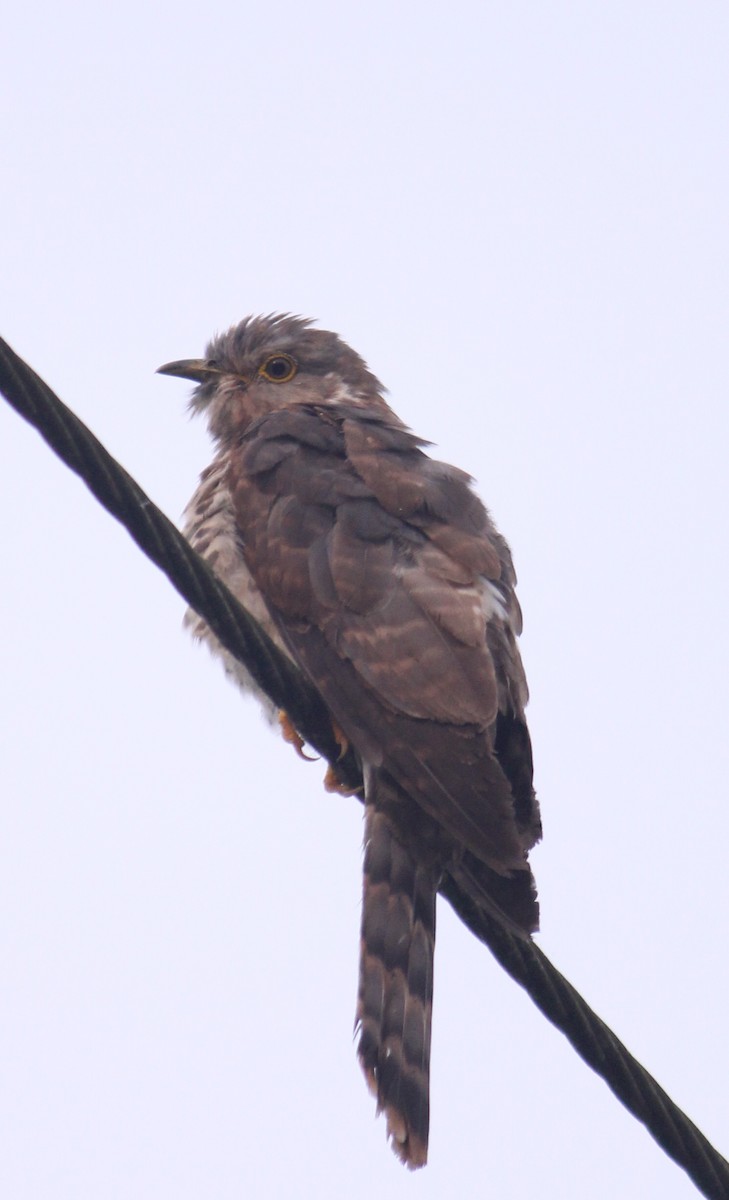 Common Hawk-Cuckoo - ML616402915