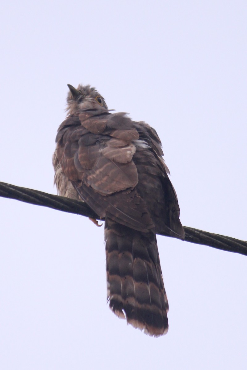 Common Hawk-Cuckoo - ML616402918