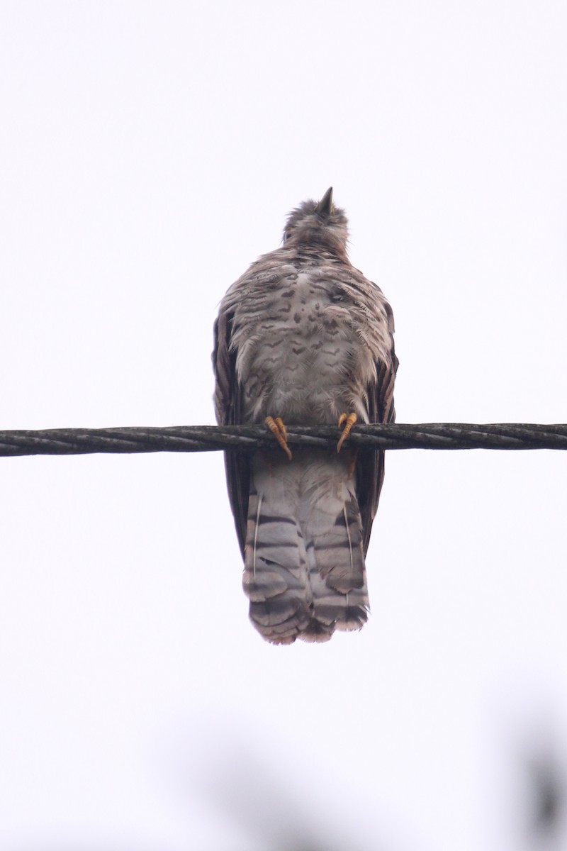 Common Hawk-Cuckoo - ML616402920