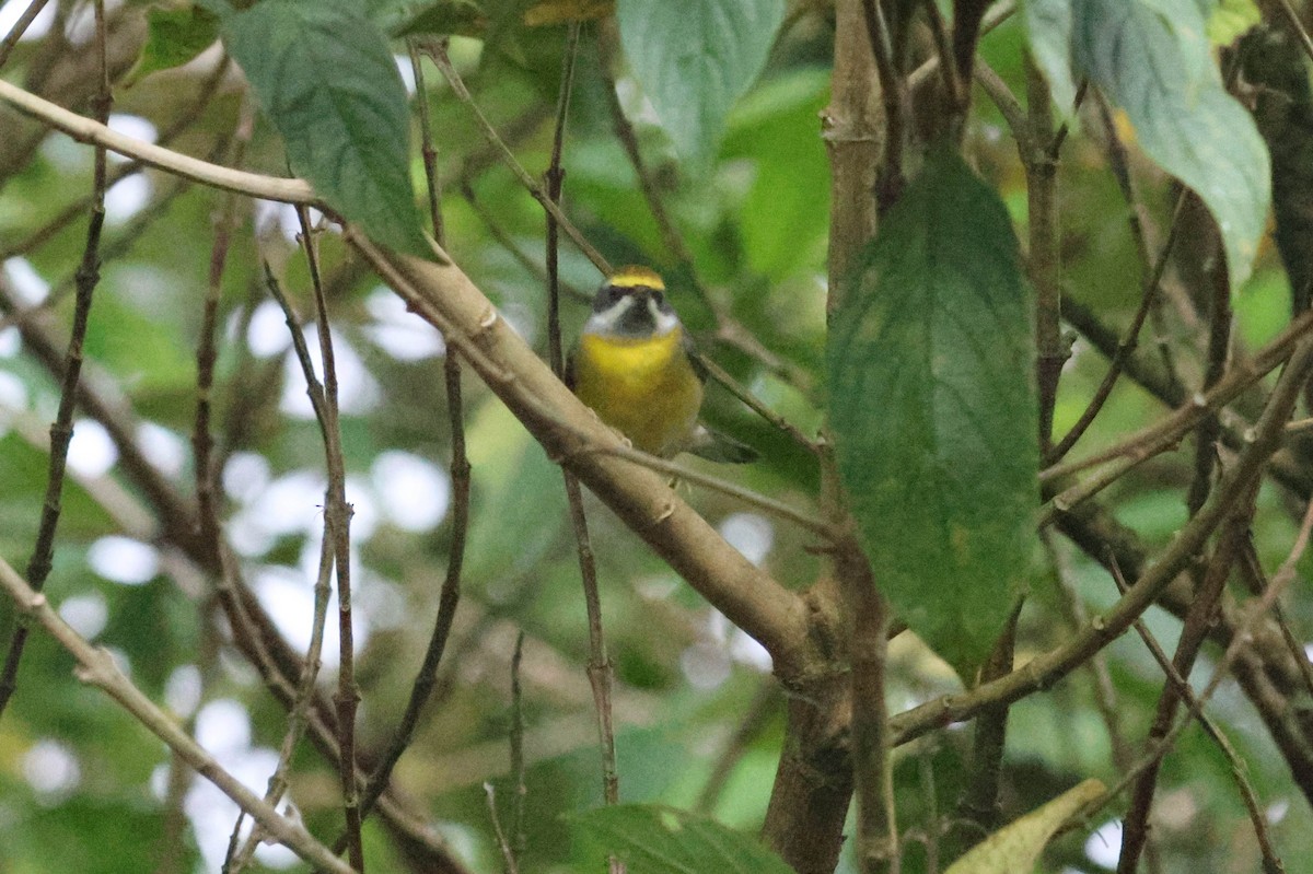 eBird Checklist - 19 Mar 2024 - Rancho Margot - 133 species (+6 other taxa)