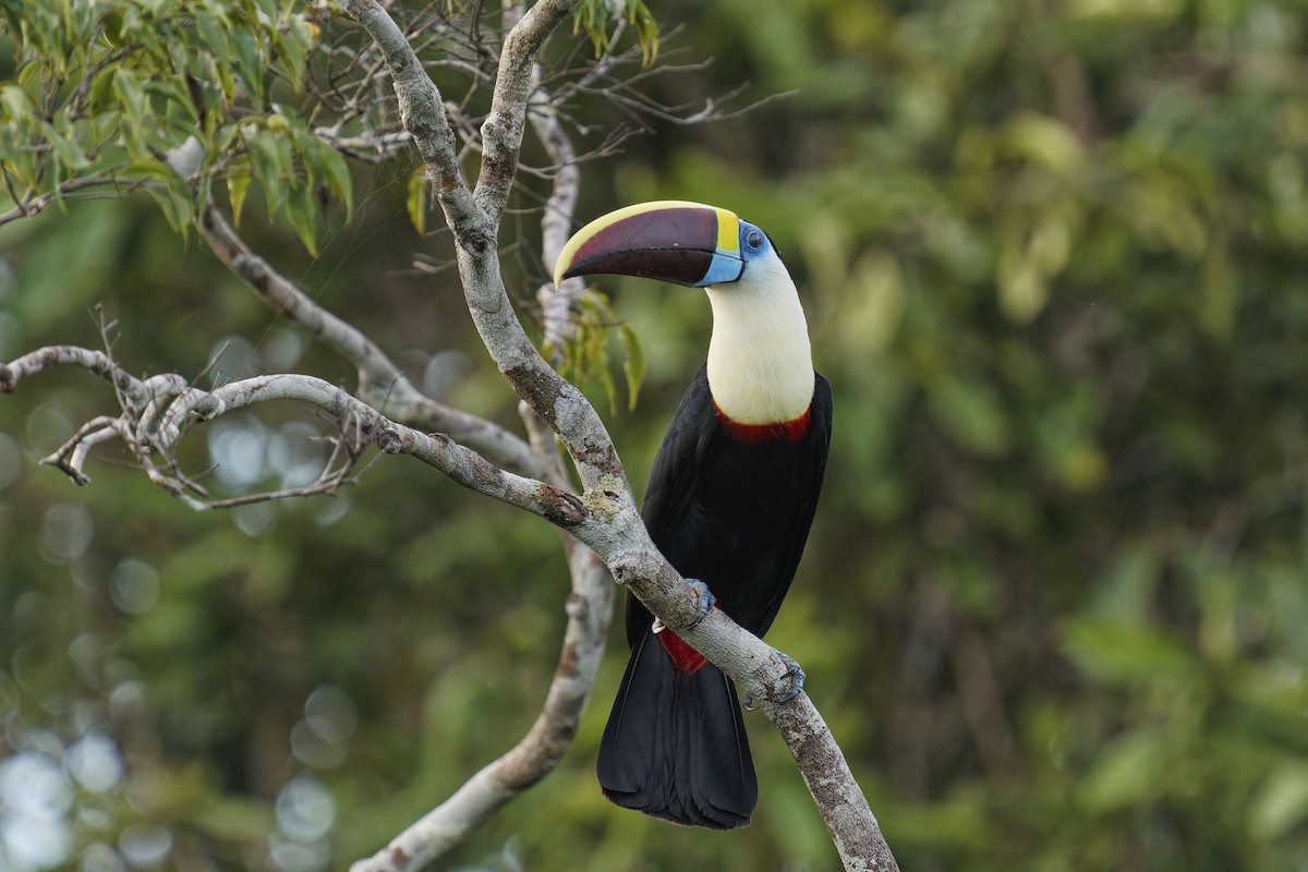 White-throated Toucan (Red-billed) - ML616403507