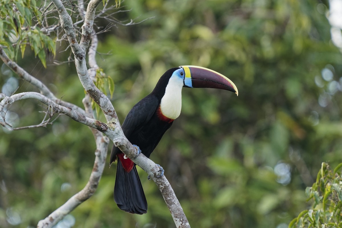 White-throated Toucan (Red-billed) - ML616403508